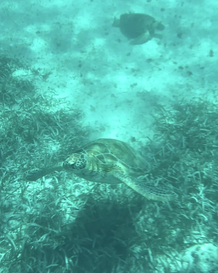 Green sea turtle swimming above seagrass in Belize