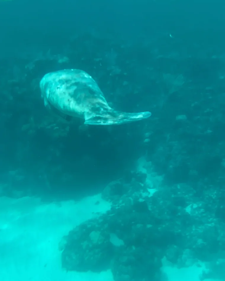 Manatee swimming near a coral formation in Belize