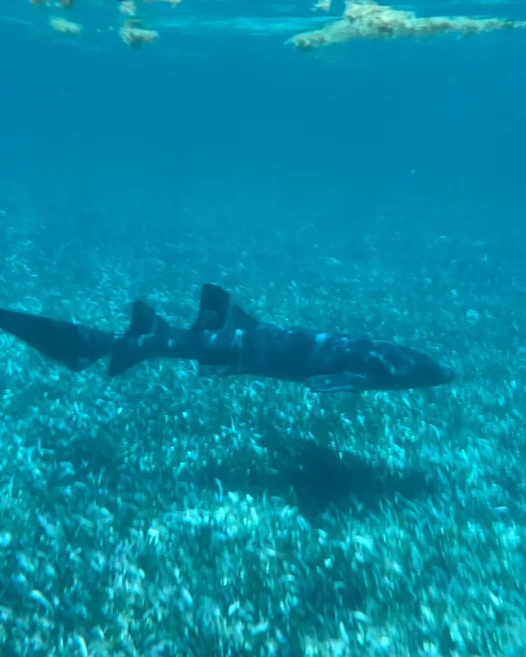 Nurse shark swimming over seagrass in Belize