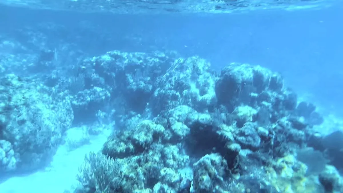 Coral reef beneath clear blue water in Belize